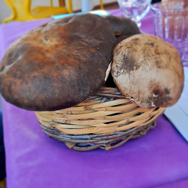 Funghi Della Foresta Umbra