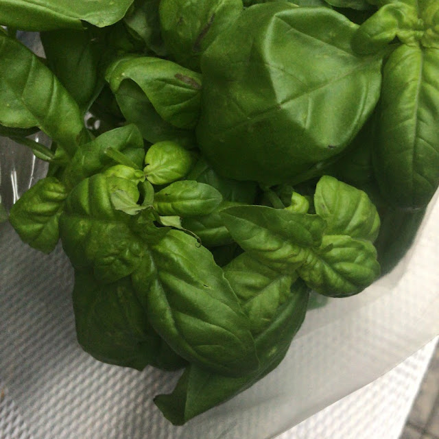 Basil