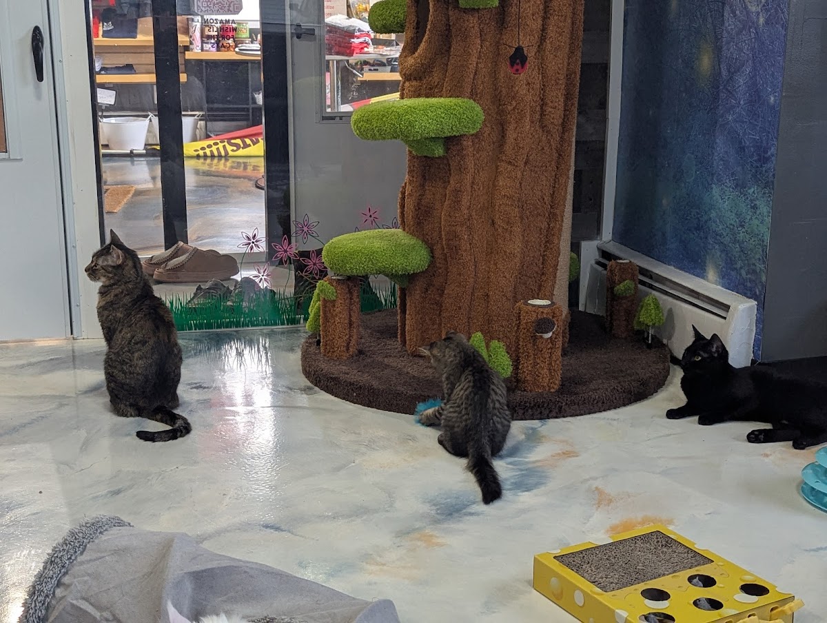 Mad Cats And More