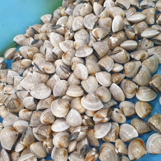 Kerang Kampak Tim Bawang Putih