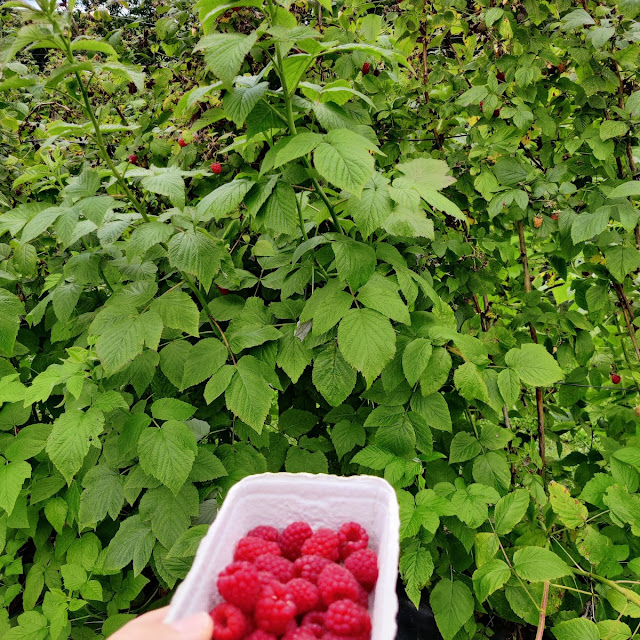 Raspberry
