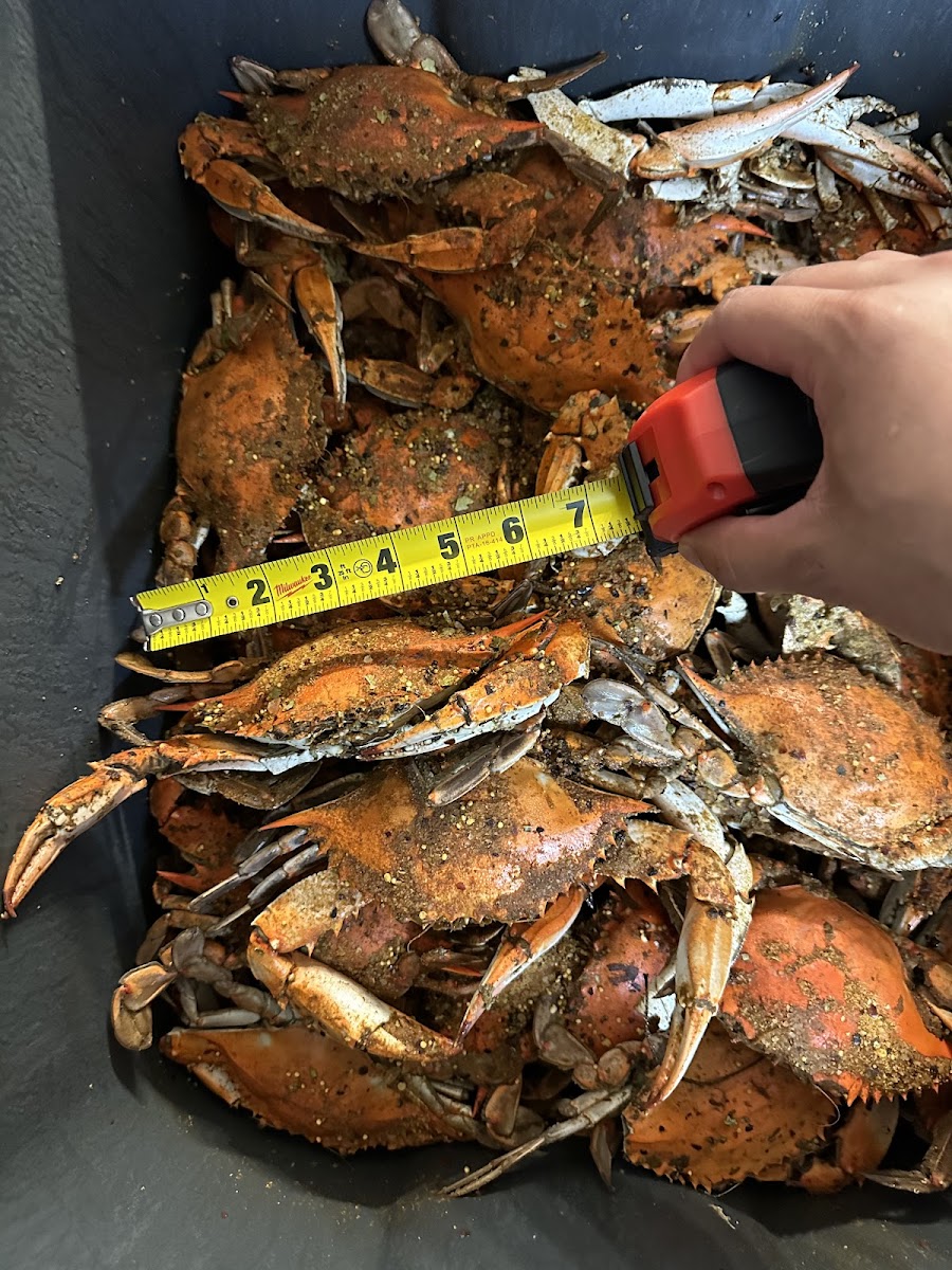 The Happy Crab