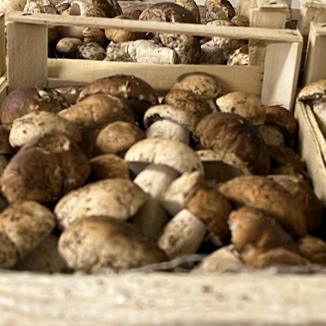 Funghi Freschi