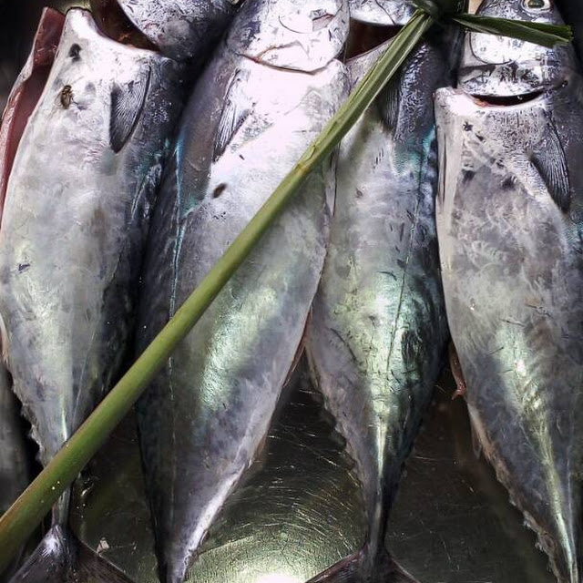 Small Tuna