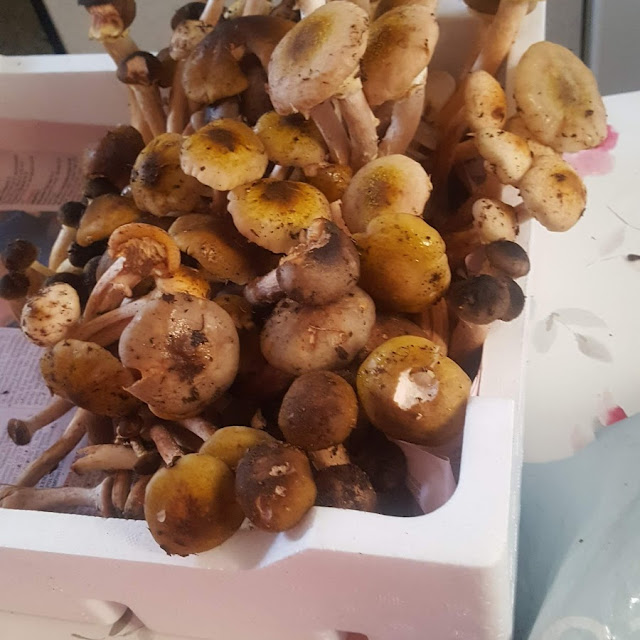 Funghi Del Montello
