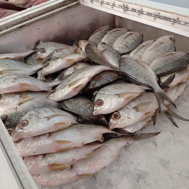 Mojarra Plateada