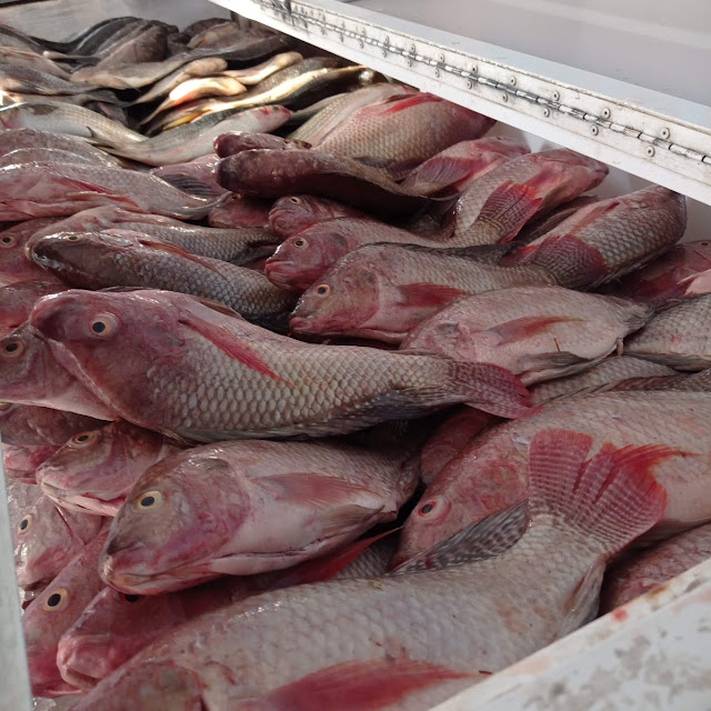 Tilapia Roja