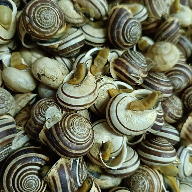 Lumache