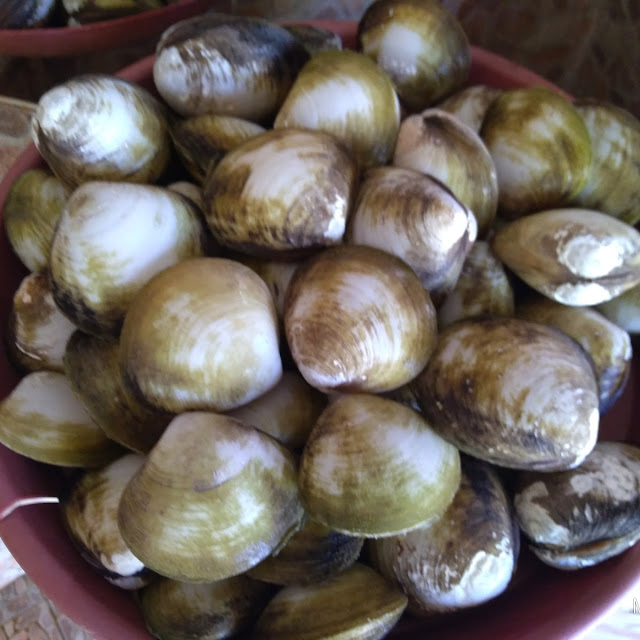 Tuway Clam Shells
