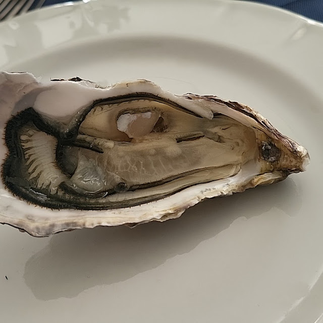 Oysters