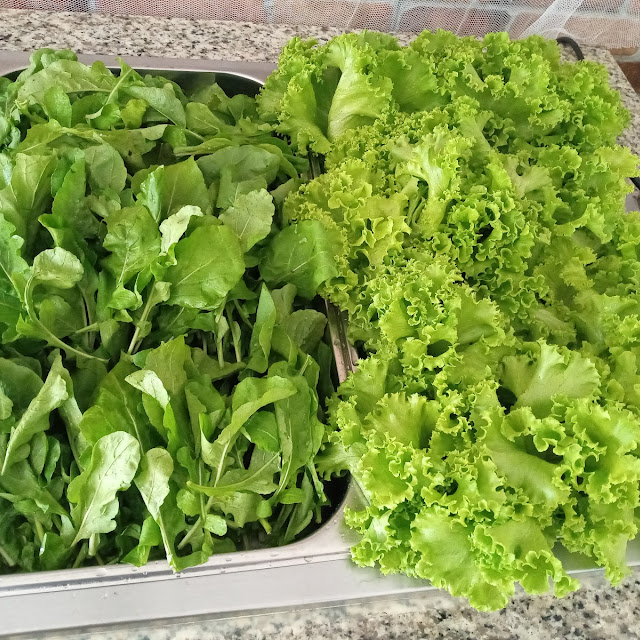 Lettuce