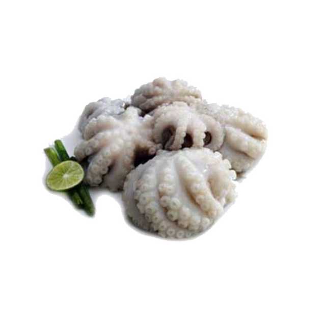 baby octopus 小章鱼