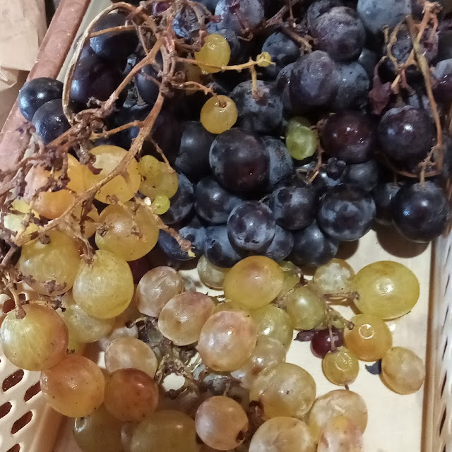 Grape