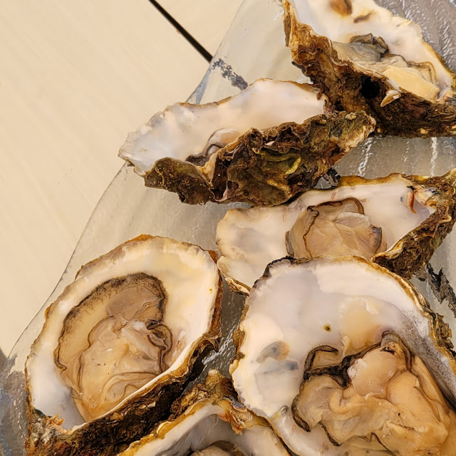 Oysters