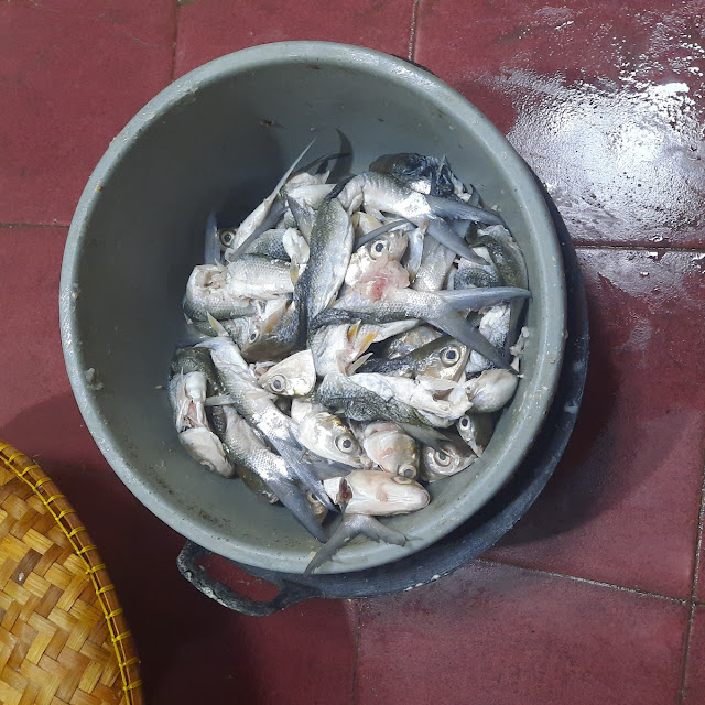 Ikan Bandeng