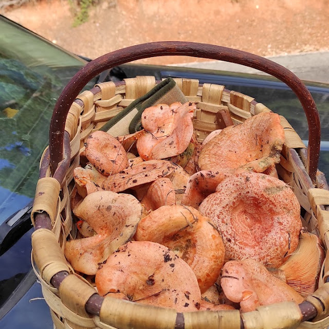 Niscalos de El Tobar