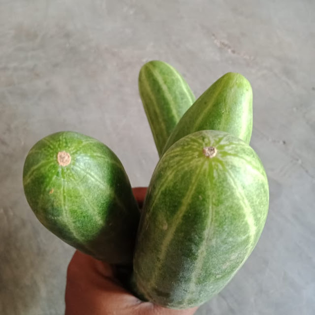Lalapan Gratis Disini