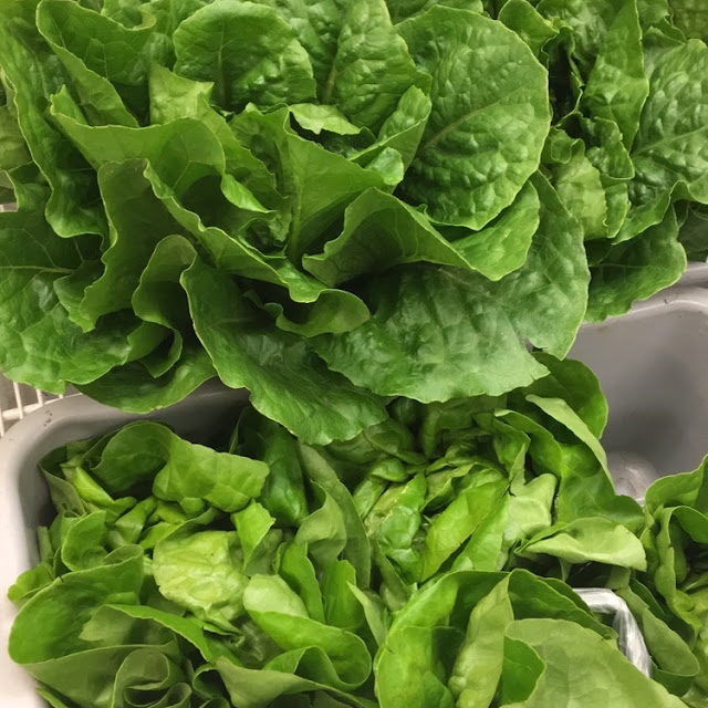 Lettuce