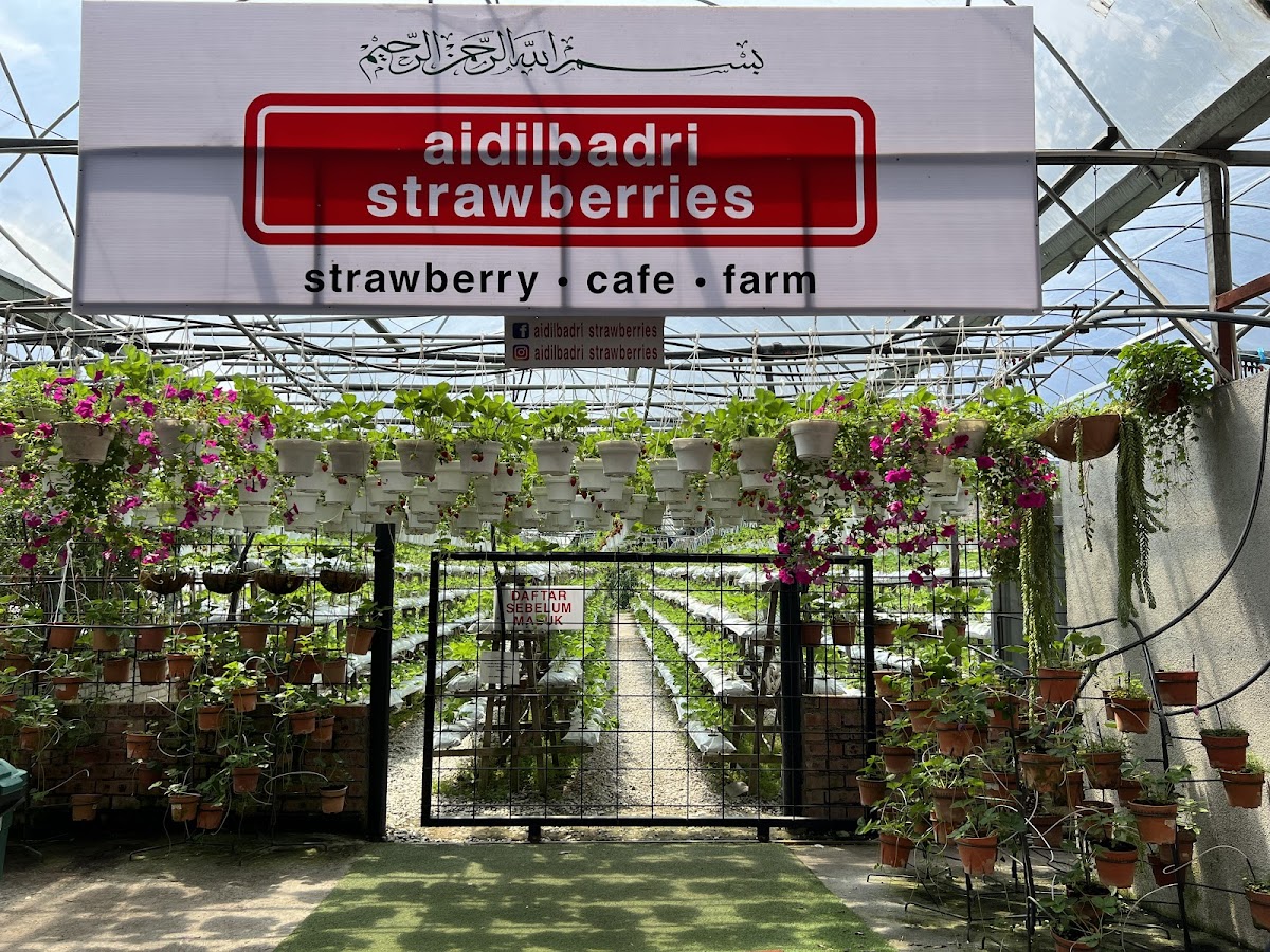 Aidilbadri Strawberries Cafe & Farm