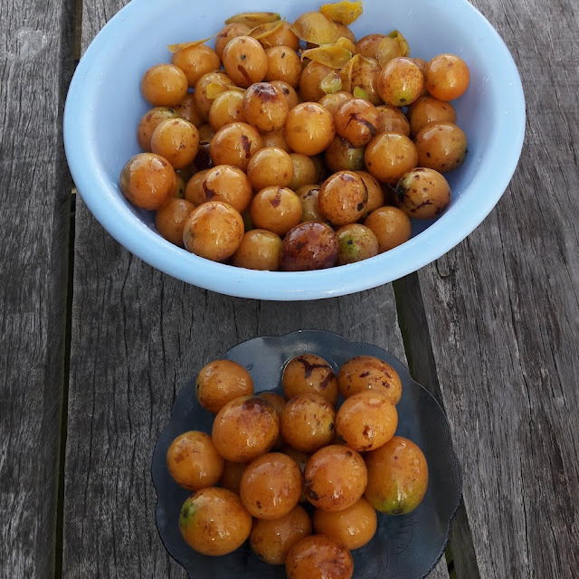 Buah Gandaria Yg Khas Dari Ambon - Maluku