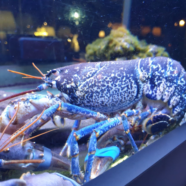 Homard