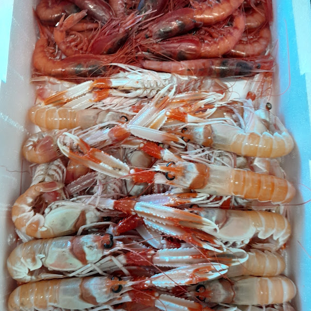 Pesce Fresco