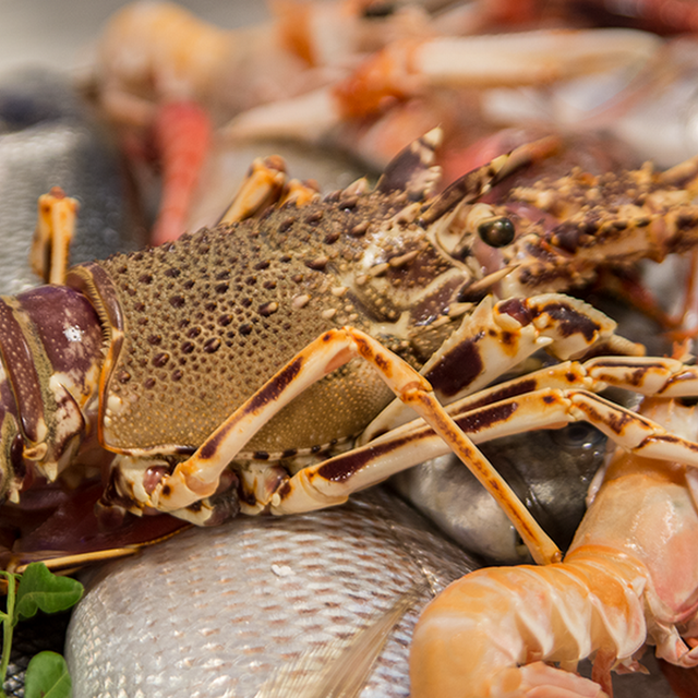 Big Scampi Red Prawns and Lobster