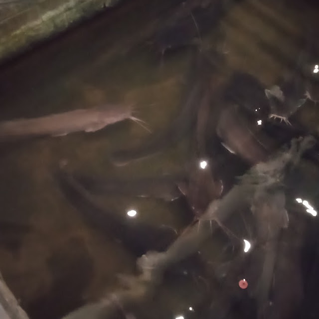 Kolam Ikan Lele Jumbo