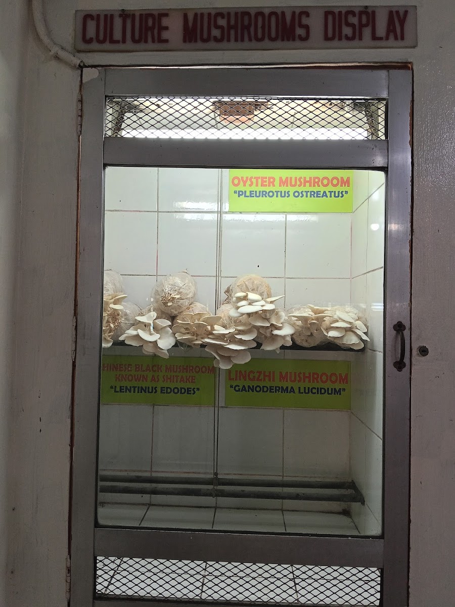 Mushroomburger